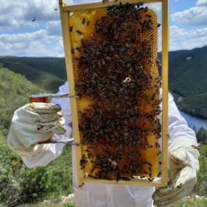 Estrutura de mel (ca 2kg)